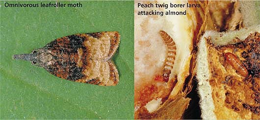 Left, Omnivorous leafroller moth; Right, Peach twig borer larva attacking almond.
