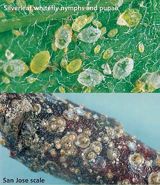 Top, Silverleaf whitefly nymphs and pupae; Above, San Jose scale.