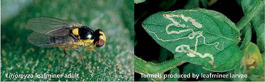 Left, Linomyza leafminer adult; Right, Tunnels produced by leafminer larvae.