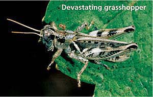 Devastating grasshopper