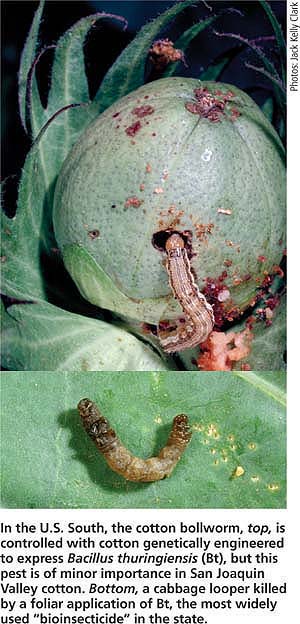 In the U.S. South, the cotton bollworm, top, is controlled with cotton genetically engineered to express Bacillus thuringiensis (Bt), but this pest is of minor importance in San Joaquin Valley cotton. Bottom, a cabbage looper killed by a foliar application of Bt, the most widely used “bioinsecticide” in the state.