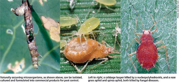 Naturally occurring microorganisms, as shown above, can be isolated, cultured and formulated into commercial products for pest control.Left to right, a cabbage looper killed by a nucleopolyhedroviris, and a rose grass aphid and spirea aphid, both killed by fungal diseases.
