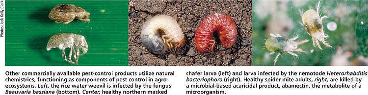 Other commercially available pest-control products utilize natural chemistries, functioning as components of pest control in agroecosystems. Left, the rice water weevil is infected by the fungus Beauvaria bassiana (bottom). Center, healthy northern masked chafer larva (left) and larva infected by the nemotode Heterorhabditis bacteriophora (right). Healthy spider mite adults, right, are killed by a microbial-based acaricidal product, abamectin, the metabolite of a microorganism.