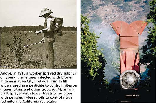 Above, In 1915 a worker sprayed dry sulphur on young prune trees infected with brown mite near Yuba City. Today, sulfur is still widely used as a pesticide to control mites on grapes, citrus and other crops. Right, an airblast sprayer with tower treats citrus crops with petroleum-based oils to control citrus red mite and California red scale.