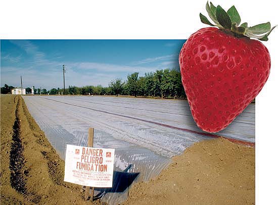 Methyl bromide has been widely used in California — especially in strawberry production — to fumigate soil prior to planting and prevent nematodes and other soil-borne pests. The California Department of Pesticide Regulation requires growers to warn the public of possible exposure to the toxic fumigant.
