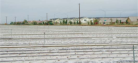 Near Salinas, strawberry fields are directly adjacent to residential areas. If growers choose not to farm at the rural-urban interface due to regulatory concerns, such agricultural lands could be at greater risk of conversion to residential or commercial uses.