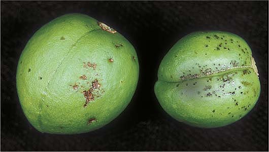 ‘Howard Sun’ plum fruit show quiescent (small black specks) and latent (invisible) infections by M. fructicola, to compare conventional and molecular diagnosis techniques.
