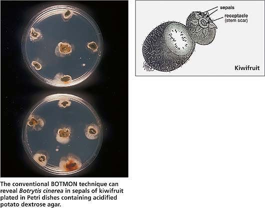 The conventional BOTMON technique can reveal Botrytis cinerea in sepals of kiwifruit plated in Petri dishes containing acidified potato dextrose agar.