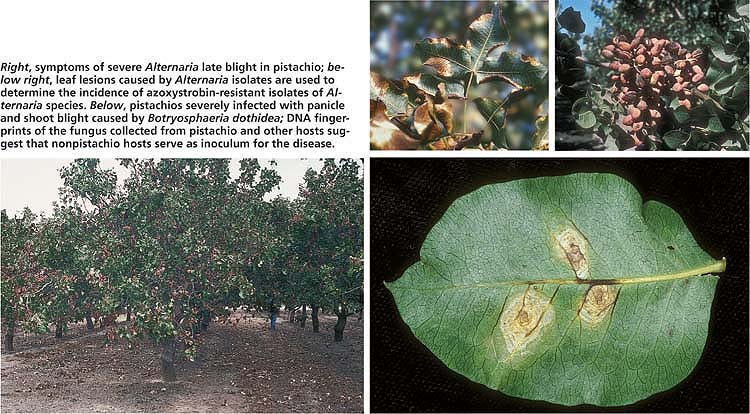 Right, symptoms of severe Alternaria late blight in pistachio; below right, leaf lesions caused by Alternaria isolates are used to determine the incidence of azoxystrobin-resistant isolates of Alternaria species. Below, pistachios severely infected with panicle and shoot blight caused by Botryosphaeria dothidea; DNA fingerprints of the fungus collected from pistachio and other hosts suggest that nonpistachio hosts serve as inoculum for the disease.