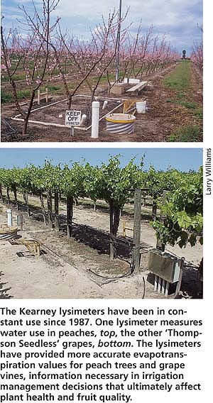 The Kearney lysimeters have been in constant use since 1987. One lysimeter measures water use in peaches, top, the other ‘Thompson Seedless’ grapes, bottom. The lysimeters have provided more accurate evapotranspiration values for peach trees and grape vines, information necessary in irrigation management decisions that ultimately affect plant health and fruit quality.