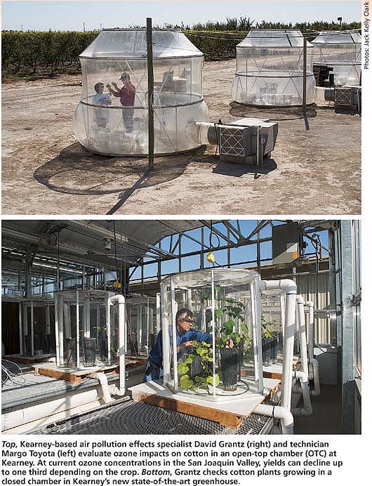 Top, Kearney-based air pollution effects specialist David Grantz (right) and technician Margo Toyota (left) evaluate ozone impacts on cotton in an open-top chamber (OTC) at Kearney. At current ozone concentrations in the San Joaquin Valley, yields can decline up to one third depending on the crop. Bottom, Grantz checks cotton plants growing in a closed chamber in Kearney's new state-of-the-art greenhouse.