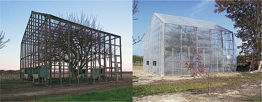 Left, the dormant tree can be seen through open framework. Right, a frame covered with plastic protects the tree from outside pollen during bloom period.