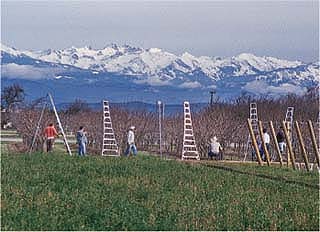 Winter pruning of orchard trees, February 1997.