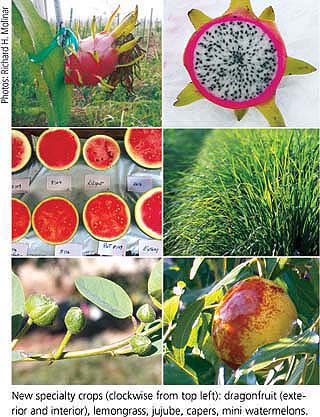 New specialty crops (clockwise from top left): dragonfruit (exterior and interior), lemongrass, jujube, capers, mini watermelons.