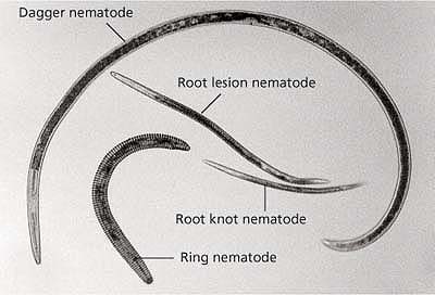 A variety of plant parasitic nematodes can sap nutrients from the roots of trees, vines and field crops.