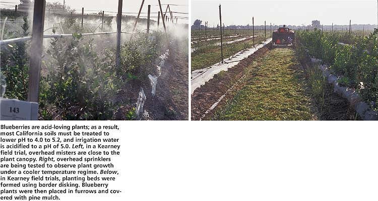Blueberries are acid-loving plants; as a result, most California soils must be treated to lower pH to 4.0 to 5.2, and irrigation water is acidified to a pH of 5.0. Left, in a Kearney field trial, overhead misters are close to the plant canopy. Right, overhead sprinklers are being tested to observe plant growth under a cooler temperature regime.