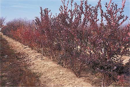 In Kearney field trials, planting beds were formed using border disking. Blueberry plants were then placed in furrows and covered with pine mulch.