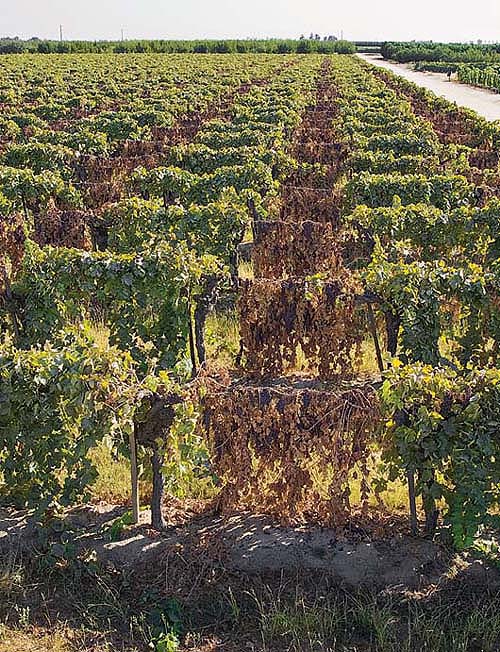 After more than a century of hand-harvesting and drying grapes on trays to produce raisins, California growers now have an economically viable alternative. The alternate bearing, dried-on-vine method (WRAB DOV) developed by Kearney scientists reduces production costs and can be used with existing trellises.