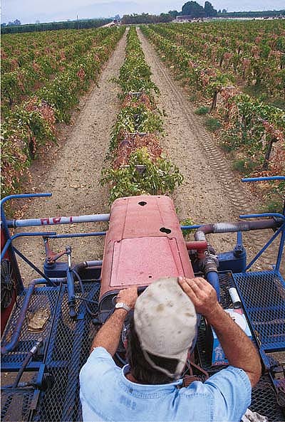 Dried-on-vine raisins can be mechanically harvested with a wine grape harvester.