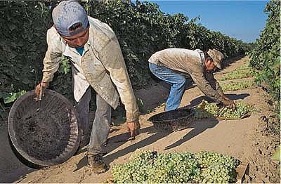 Hand-harvesting requires much higher costs for labor, paper tray disposal and preparation of clean middle rows.