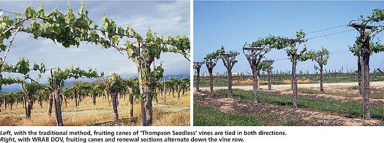 Left, with the traditional method, fruiting canes of ‘Thompson Seedless’ vines are tied in both directions. Right, with WRAB DOV, fruiting canes and renewal sections alternate down the vine row.