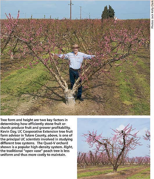 Tree form and height are two key factors in determining how efficiently stone fruit orchards produce fruit and grower profitability. Kevin Day, UC Cooperative Extension tree fruit farm advisor in Tulare County, above, is one of the principal UC scientists involved in studying different tree systems. The Quad-V orchard shown is a popular high-density system. Right, the traditional “open vase” peach tree is less uniform and thus more costly to maintain.