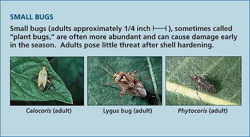 Small BugsSmall bugs (adults approximately 1/4 inch 1—–1), sometimes called “plant bugs,” are often more abundant and can cause damage early in the season. Adults pose little threat after shall hardening.