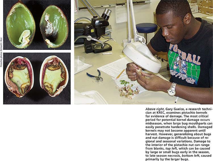 Above right, Gary Guelce, a research technician at KREC, examines pistachio kernels for evidence of damage. The most critical period for potential kernel damage occurs midseason, when large bug mouthparts can easily penetrate hardening shells. Damaged kernels may not become apparent until harvest. However, generalizing about bugs and nut damage is difficult because of regional and seasonal variations. Damage to the interior of the pistachio nut can range from blanks, top left, which can be caused by large or small bugs early in the season, to late season necrosis, bottom left, caused primarily by the larger bugs.
