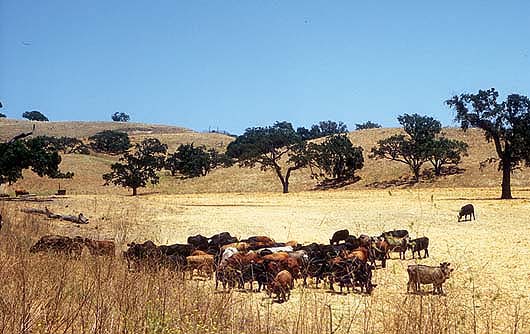 More than 50% of California's beef cattle are produced in small herds of 50 animals or less. UC beef quality assurance programs have improved cattle health and increased the competitiveness of California beef in national markets. Cattle graze in the Santa Ynez Valley of northern Santa Barbara County.