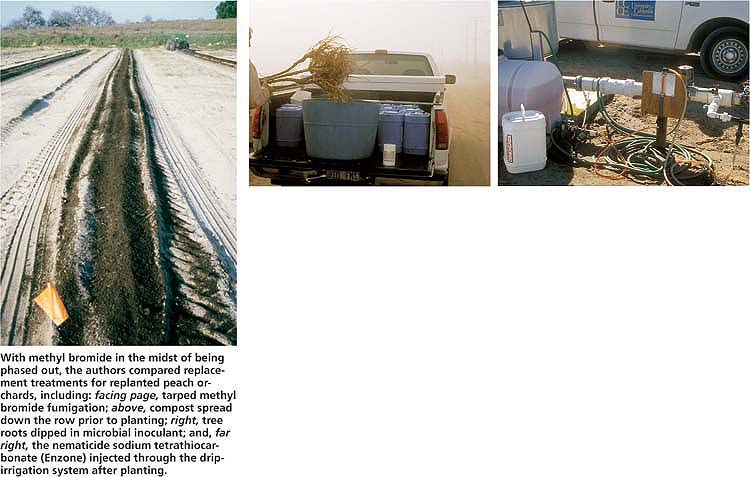 Above, compost spread down the row prior to planting; right, tree roots dipped in microbial inoculant; and, far right, the nematicide sodium tetrathiocarbonate (Enzone) injected through the dripirrigation system after planting.