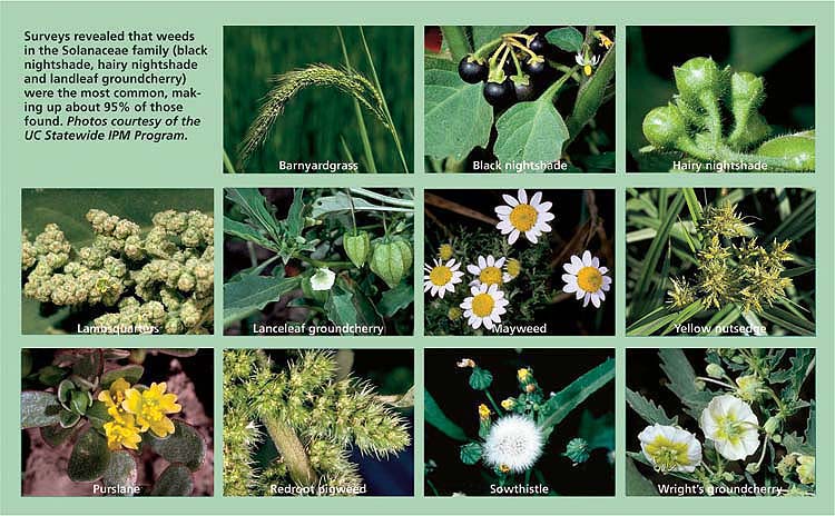 Surveys revealed that weeds in the Solanaceae family (black nightshade, hairy nightshade and landleaf groundcherry) were the most common, making up about 95% of those found. Photos courtesy of the UC Statewide IPM Program.