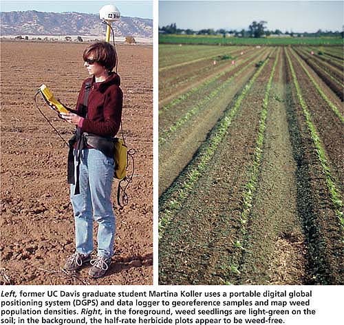 Left, former UC Davis graduate student Martina Koller uses a portable digital global positioning system (DGPS) and data logger to georeference samples and map weed population densities. Right, in the foreground, weed seedlings are light-green on the soil; in the background, the half-rate herbicide plots appear to be weed-free.