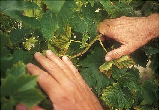 Boron-deficient vines have shoots with shortened and swollen internodes, and shoot tips sometimes die.