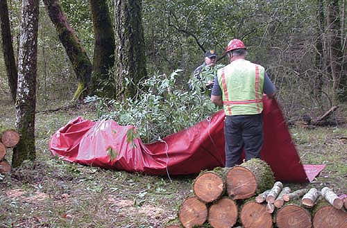 In an effort to slow the spread of P. ramorum, UC Cooperative Extension joined Humboldt County and state agencies to remove and dispose of 77 infected California bay laurel trees. Soil, water and plants in the area are being monitored to determine if this procedure was effective in limiting the pathogen's spread.