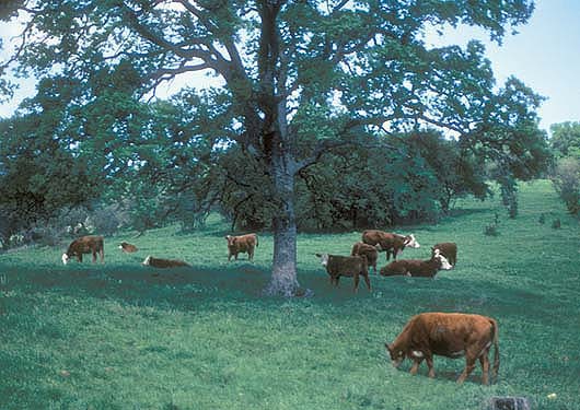 Most oak woodlands in California are privately owned and used primarily for grazing; however, livestock grazing is an important factor in the state's documented low rates of oak regeneration.