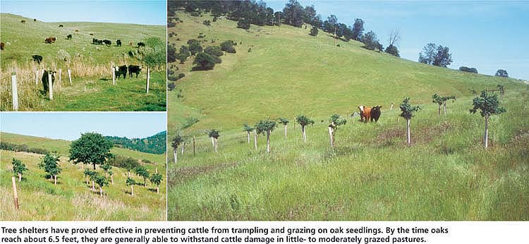 Tree shelters have proved effective in preventing cattle from trampling and grazing on oak seedlings. By the time oaks reach about 6.5 feet, they are generally able to withstand cattle damage in little- to moderately grazed pastures.