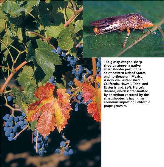 The glassy-winged sharpshooter, above, a native sharpshooter pest in the southeastern United States and northeastern Mexico, is now well established in California, Hawaii, Tahiti and Easter Island. Left, Pierce's disease, which is transmitted by bacterium vectored by the sharpshooter, is having an economic impact on California grape growers.