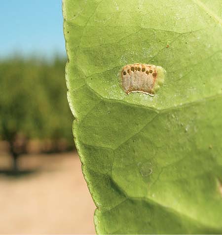 Parasitoid exit holes on a citrus leaf indicate that adults successfully chewed through the egg casing and leaf epidermis to emerge.