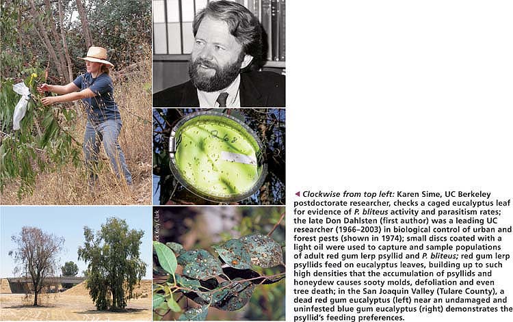 Clockwise from top left: Karen Sime, UC Berkeley postdoctorate researcher, checks a caged eucalyptus leaf for evidence of P. bliteus activity and parasitism rates; the late Don Dahisten (first author) was a leading UC researcher (1966–2003) in biological control of urban and forest pests (shown in 1974); small discs coated with a light oil were used to capture and sample populations of adult red gum lerp psyllid and P. bliteus red gum lerp psyllids feed on eucalyptus leaves, building up to such high densities that the accumulation of psyllids and honeydew causes sooty molds, defoliation and even tree death; in the San Joaquin Valley (Tulare County), a dead red gum eucalyptus (left) near an undamaged and uninfested blue gum eucalyptus (right) demonstrates the psyllid's feeding preferences.