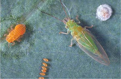 Life stages of the red gum lerp psyllid include, (left to right) large nymph, row of eggs, winged adult and small lerp (the protective covering produced by nymphs).