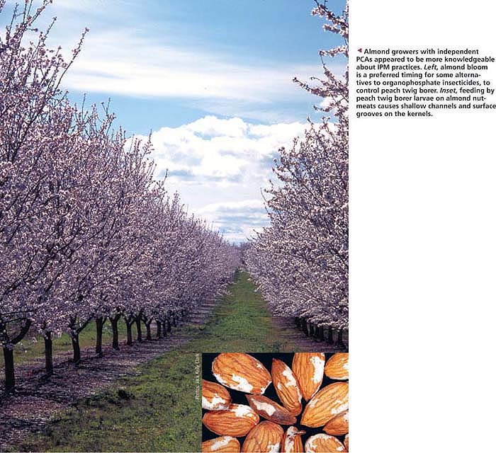 Almond growers with independent PCAs appeared to be more knowledgeable about IPM practices. Left, almond bloom is a preferred timing for some alternatives to organophosphate insecticides, to control peach twig borer. Inset, feeding by peach twig borer larvae on almond nutmeats causes shallow channels and surface grooves on the kernels.