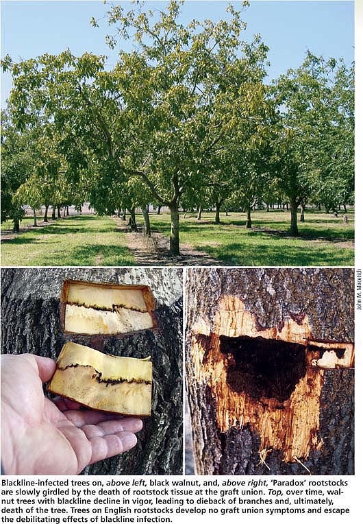 Blackline-infected trees on, above left, black walnut, and, above right, ‘Paradox’ rootstocks are slowly girdled by the death of rootstock tissue at the graft union. Top, over time, walnut trees with blackline decline in vigor, leading to dieback of branches and, ultimately, death of the tree. Trees on English rootstocks develop no graft union symptoms and escape the debilitating effects of blackline infection.