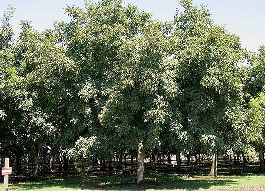 Careful rootstock selection can help to prevent blackline infection. Above, healthy walnut trees on English rootstock (variety ‘Chandler’) in an orchard near Linden.