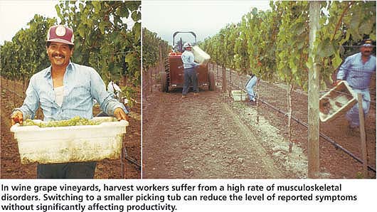 In wine grape vineyards, harvest workers suffer from a high rate of musculoskeletal disorders. Switching to a smaller picking tub can reduce the level of reported symptoms without significantly affecting productivity.