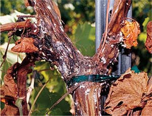 A damaged grapevine trunk