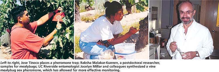 Left to right, Jose Tinoco places a pheromone trap; Raksha Malakar-Kuenen, a postdoctoral researcher, samples for mealybugs; UC Riverside entomologist Jocelyn Millar and colleagues synthesized a vine mealybug sex pheromone, which has allowed for more effective monitoring.