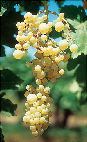 Boron foliar sprays applied in the fall were the most effective treatment to prevent, above, boron deficiency symptoms in grapes.