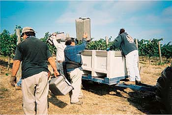 Smaller tubs reduced rates of harvesters' back symptoms.