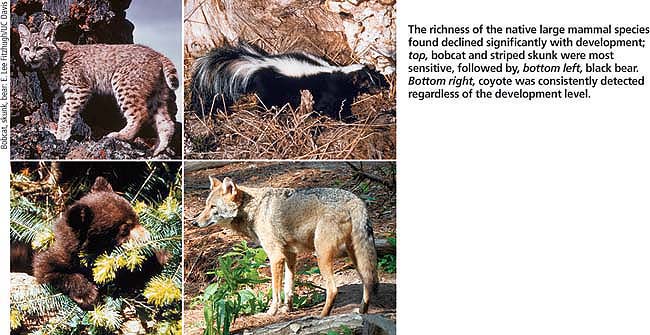 The richness of the native large mammal species found declined significantly with development; top, bobcat and striped skunk were most sensitive, followed by, bottom left, black bear. Bottom right, coyote was consistently detected regardless of the development level.