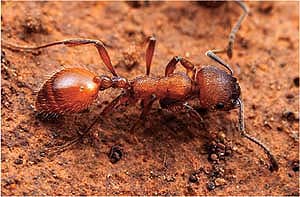 Ant species richness peaked at intermediate levels of development.